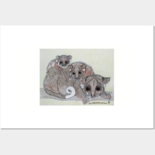 Ring-tailed possum and babies Posters and Art